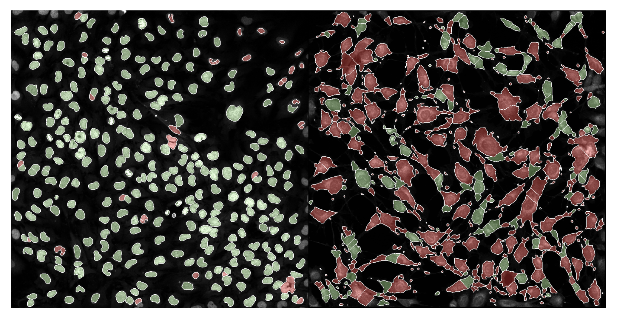 Example of passing (green) and failing (red) single cells for a normal phenotype FOV (left) and interesting phenotype FOV (right).