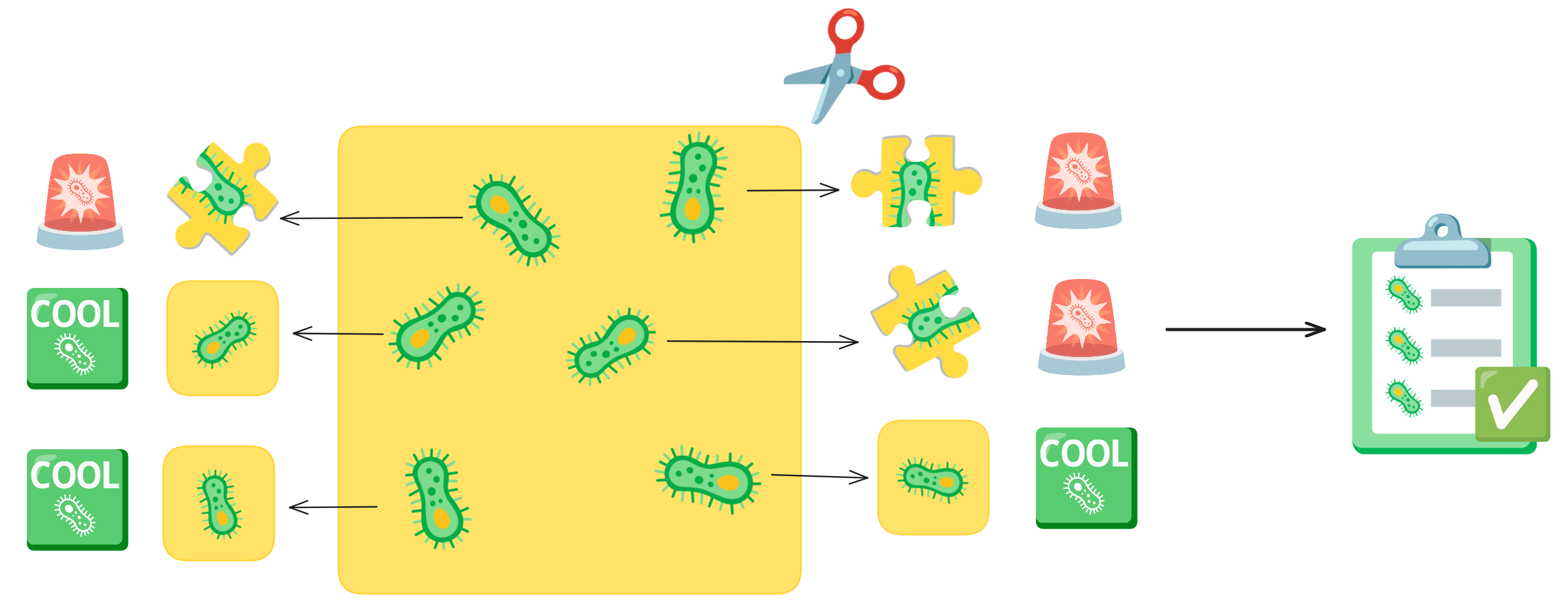 Simplified representation of single-cell segmentation.